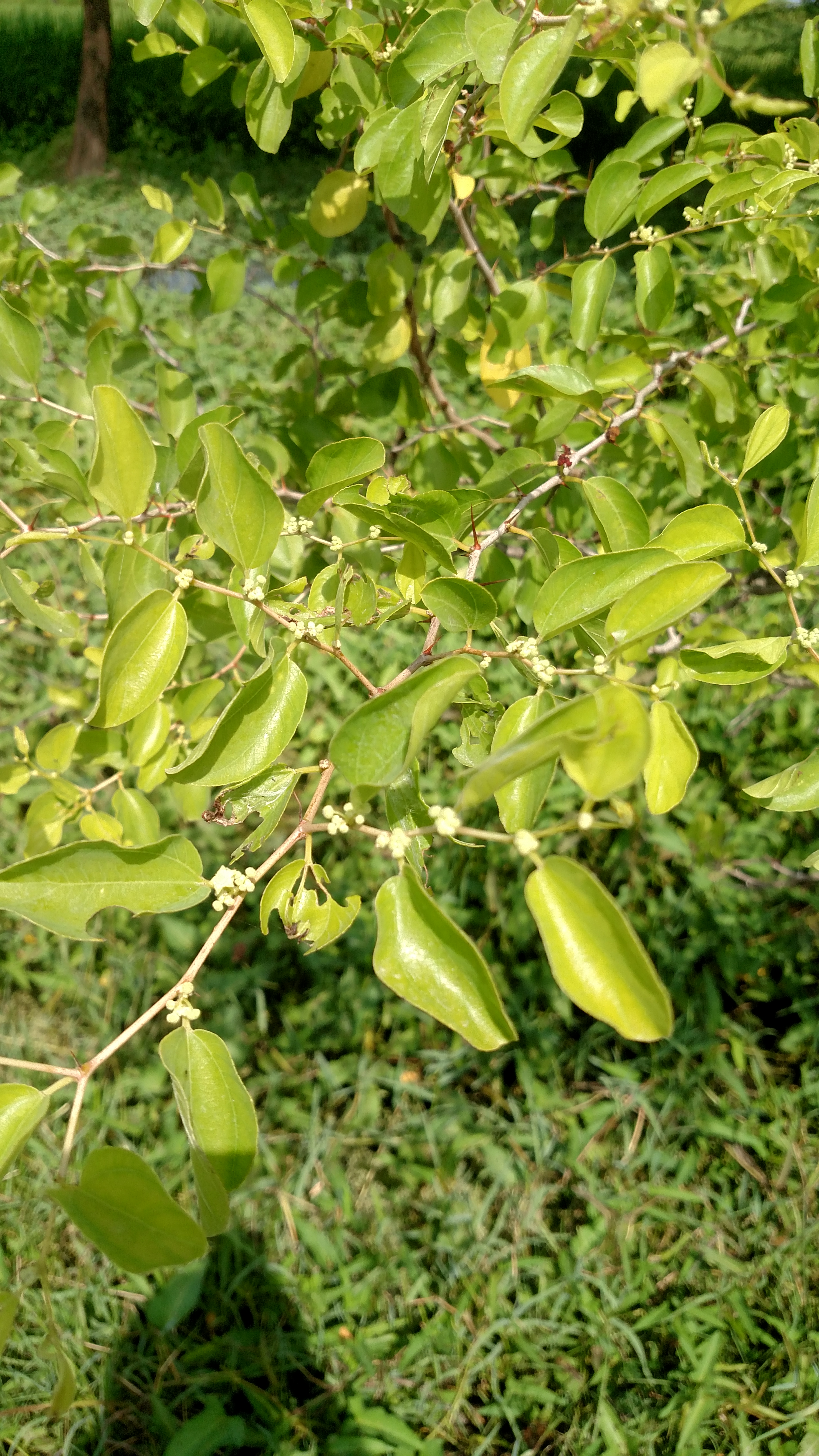 Beri leaf ( sidr leaves bairi leaves) chaheye koye Janta hain kaha se meley  GA please - Korangi Creek Road, Bhittai Colony Karachi - Rs350 -  